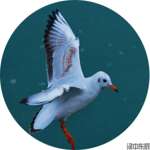一年级主题4  冬：江边的红嘴鸥