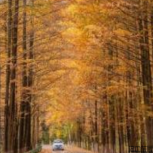 一年级主题1 秋：最美枫叶公路