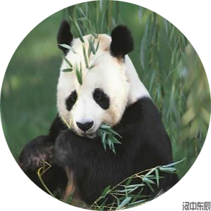 一年级主题8  夏：可爱的秦岭四宝