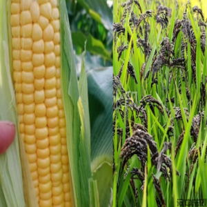 二年级主题2  家乡秋收-玉米与稻谷